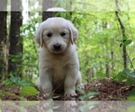 Small #7 English Cream Golden Retriever