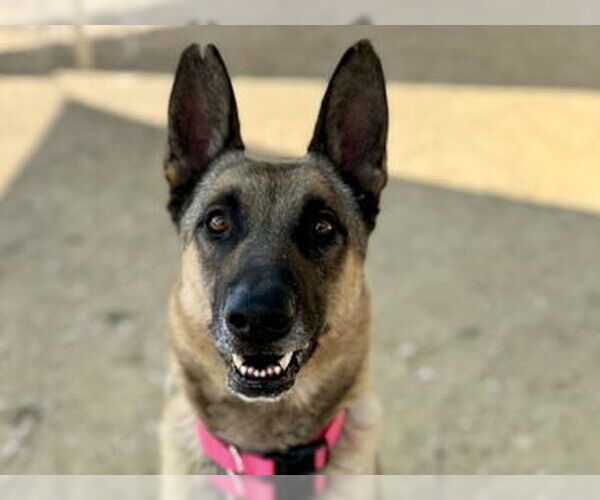 Medium Photo #3 German Shepherd Dog Puppy For Sale in Martinez, CA, USA
