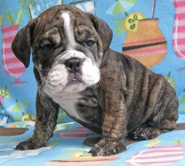English Bulldogge Puppy for sale in WALDORF, MD, USA