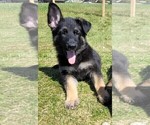 Small Photo #5 German Shepherd Dog Puppy For Sale in BLANCHARDVILLE, WI, USA