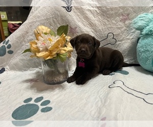 Labrador Retriever Puppy for sale in WEBSTER, FL, USA