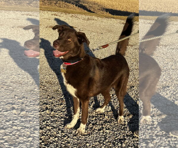 Medium Photo #1 Border Collie Puppy For Sale in Kankakee, IL, USA