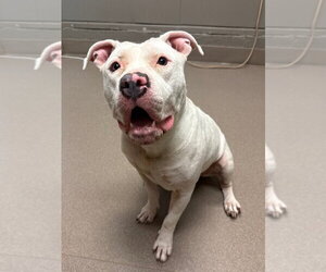 Libi - Female Mutt Dog for Adoption - Photo #4