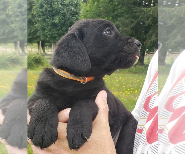 Medium Photo #4 Labrador Retriever Puppy For Sale in OLYMPIA, WA, USA