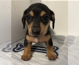 Dachshund Puppy for sale in CHARLOTTESVILLE, VA, USA