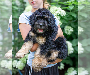 Bernedoodle (Miniature) Puppy for Sale in NARVON, Pennsylvania USA