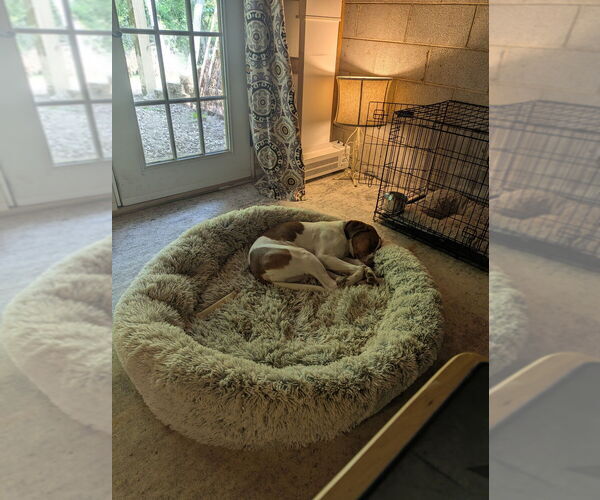 Medium Photo #3 Mutt Puppy For Sale in Candler, NC, USA