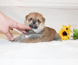 Shiba Inu Puppy for sale in CANTON, SD, USA