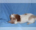 Small Photo #9 Dachshund Puppy For Sale in BLOOMINGTON, IN, USA
