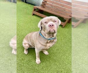 Mastiff-Unknown Mix Dogs for adoption in Dedham, MA, USA