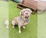 PETER - Male Mastiff-Unknown Mix Dog for Adoption - Small photo