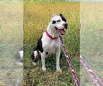 Small #19 American Pit Bull Terrier Mix