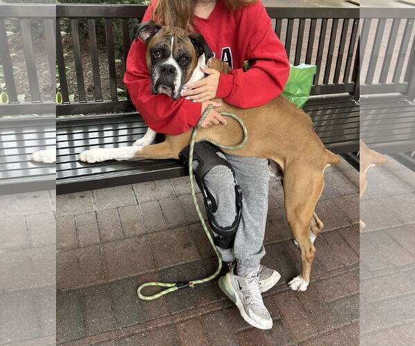 Medium Photo #4 Boxer Puppy For Sale in Woodbury, MN, USA