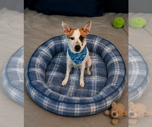 Chiweenie Dogs for adoption in Mt. Laurel, NJ, USA