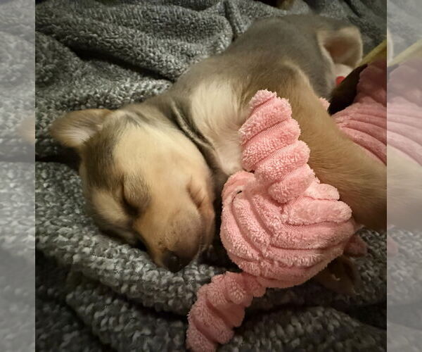 Medium Photo #4 Labrador Retriever-Unknown Mix Puppy For Sale in GILBERTS, IL, USA