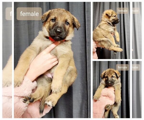 Medium Photo #1 German Shepherd Dog Puppy For Sale in ERIE, PA, USA