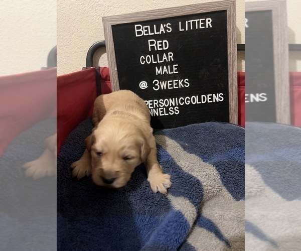 Medium Photo #5 Golden Retriever Puppy For Sale in ONTARIO, CA, USA