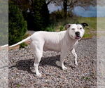 Small #3 American Staffordshire Terrier