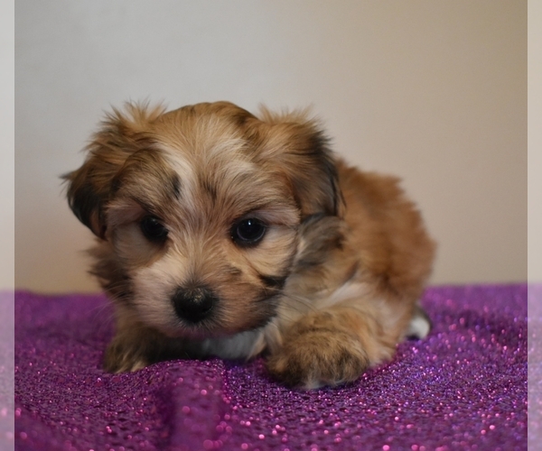Medium Photo #3 Morkie Puppy For Sale in DOWNING, MO, USA
