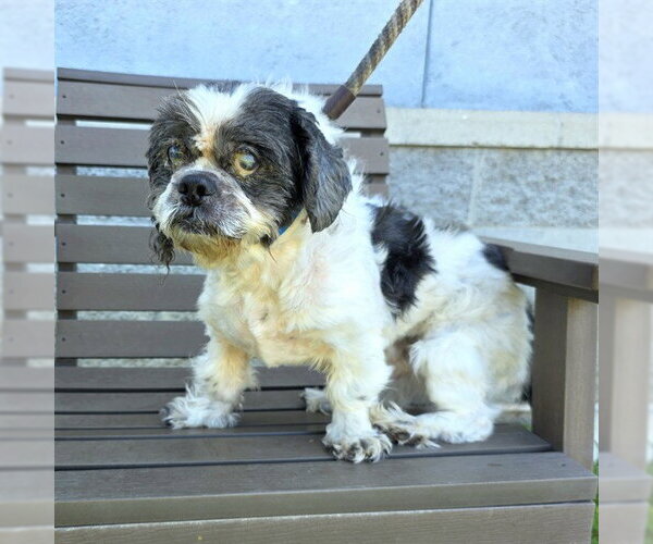 Medium Photo #1 Shih Tzu-Unknown Mix Puppy For Sale in Long Beach, CA, USA