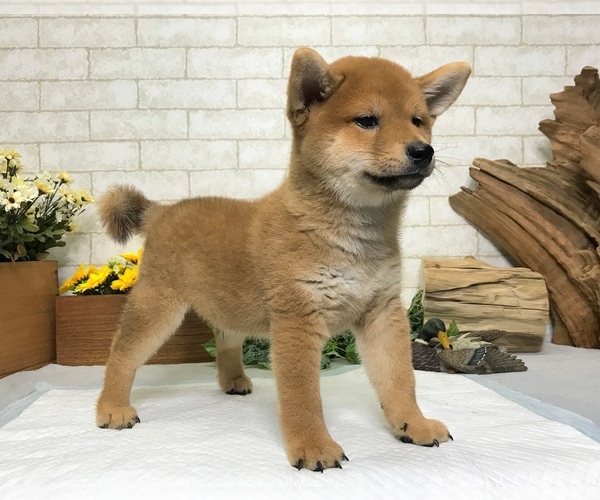 Medium Photo #7 Shiba Inu Puppy For Sale in MANHATTAN, NY, USA