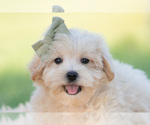 Small Photo #4 Maltipoo (Miniature) Puppy For Sale in WARSAW, IN, USA