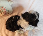 Small #1 Shorkie Tzu