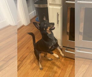 American Rat Pinscher Dogs for adoption in Mobile, AL, USA