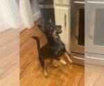 Small American Rat Pinscher