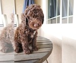 Puppy 1 Goldendoodle-Springerdoodle Mix