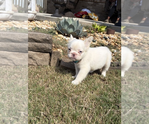 Medium Photo #5 French Bulldog Puppy For Sale in SNELLVILLE, GA, USA