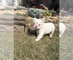 Cotton Ball - Female French Bulldog Puppy for Sale - Photo #5