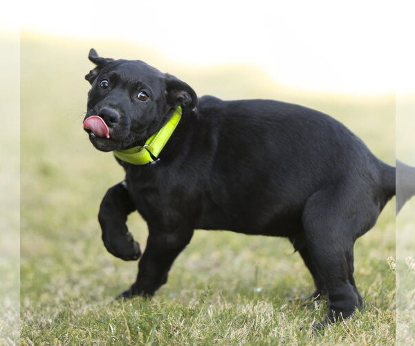 Medium Photo #3 Labrador Retriever-Unknown Mix Puppy For Sale in Garner, NC, USA