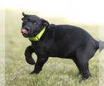 Small #2 Labrador Retriever Mix