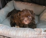 Puppy 0 Cavapoo