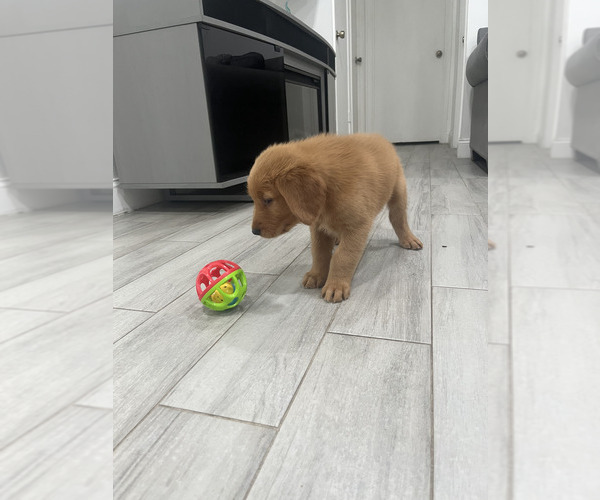 Medium Photo #4 Golden Retriever Puppy For Sale in ORLANDO, FL, USA