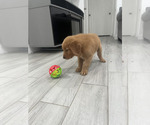 Small #3 Golden Retriever