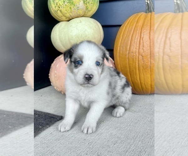 Medium Photo #7 Australian Shepherd Puppy For Sale in LODA, IL, USA