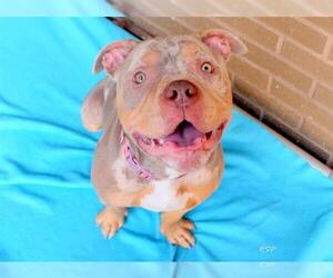 Mutt Dogs for adoption in Fort Wayne, IN, USA