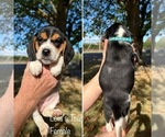 Puppy Lolas Tea Beagle