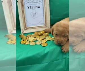 Labrador Retriever Puppy for sale in MAYSVILLE, GA, USA