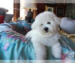 Small Photo #10 Bichon Frise Puppy For Sale in SEBASTIAN, FL, USA
