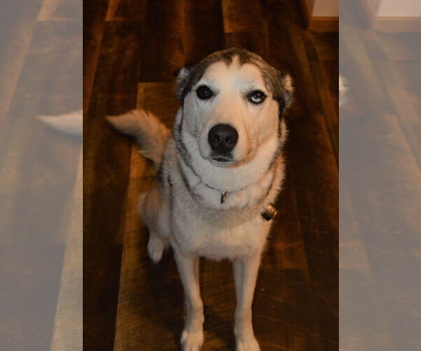 Medium Photo #9 - Mix Puppy For Sale in Brooklyn Center, MN, USA