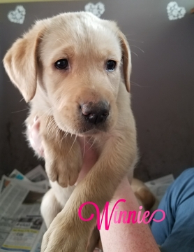 Medium Photo #1 Sheprador Puppy For Sale in BOSCAWEN, NH, USA