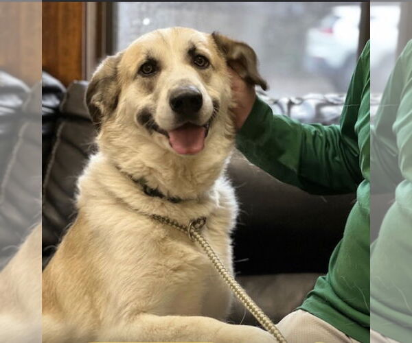 Medium Photo #9 Golden Pyrenees Puppy For Sale in Mt. Laurel, NJ, USA