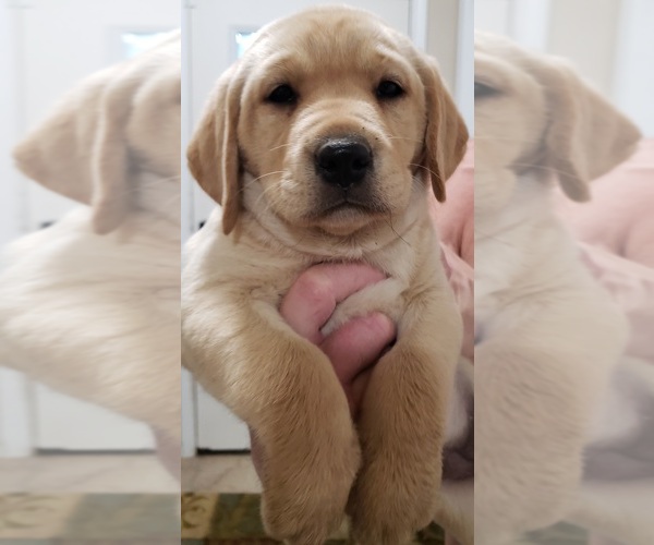 Medium Photo #19 Labrador Retriever Puppy For Sale in OLYMPIA, WA, USA