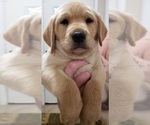 Small #17 Labrador Retriever