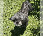 Small #2 Poodle (Toy)