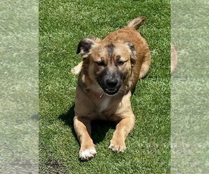 Mutt Dogs for adoption in San Diego, CA, USA