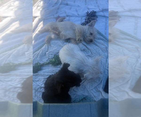 Medium Photo #1 Scottish Terrier Puppy For Sale in BEND, OR, USA